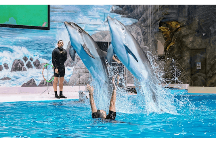 Dubai Dolphinarium Tickets Price in UAE - 2026